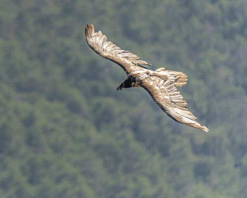 vautours faune gorges Tarn