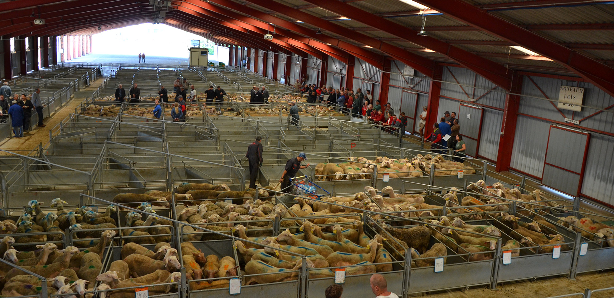 Visite du marché ovin